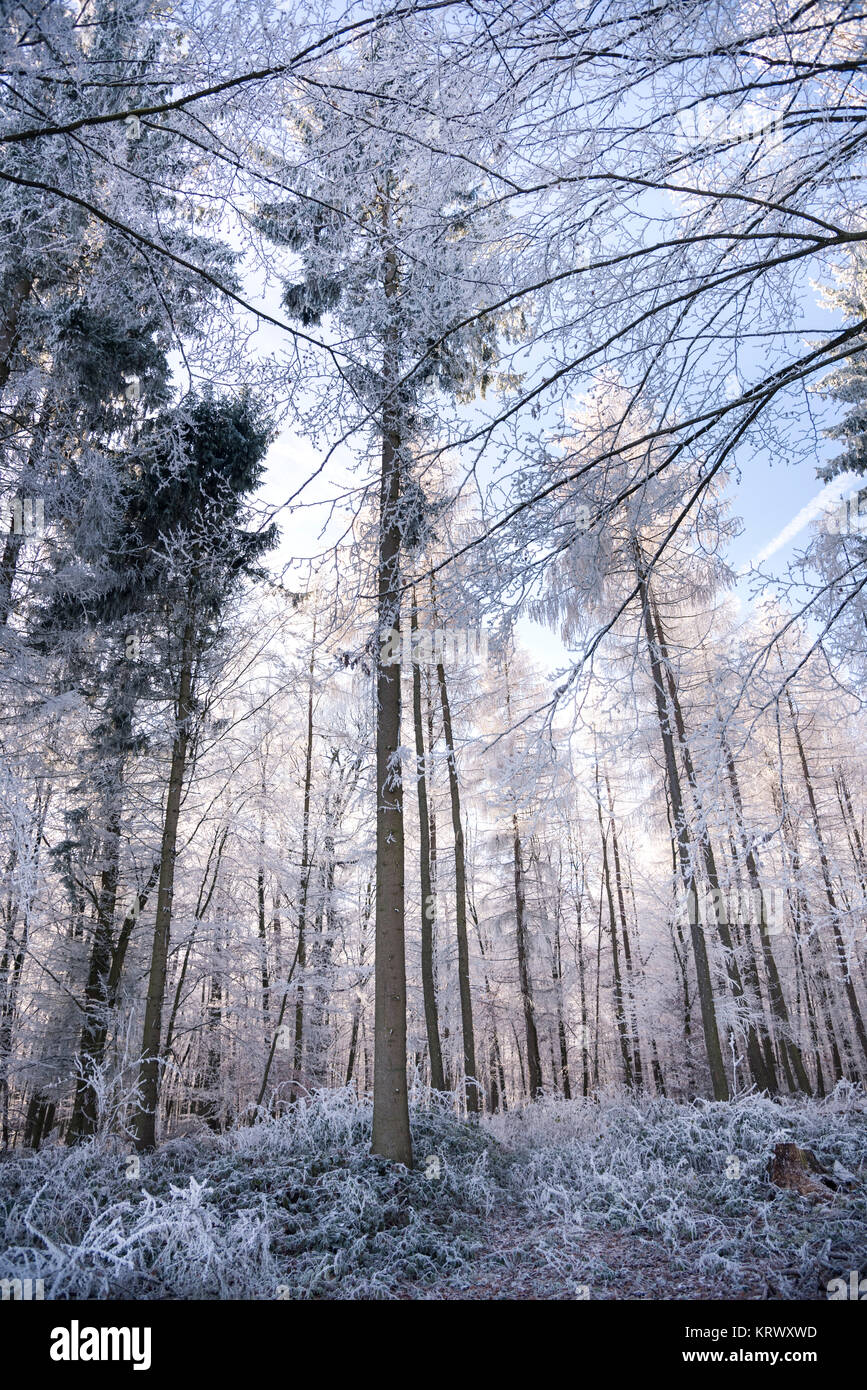 foresta di inverno Foto Stock