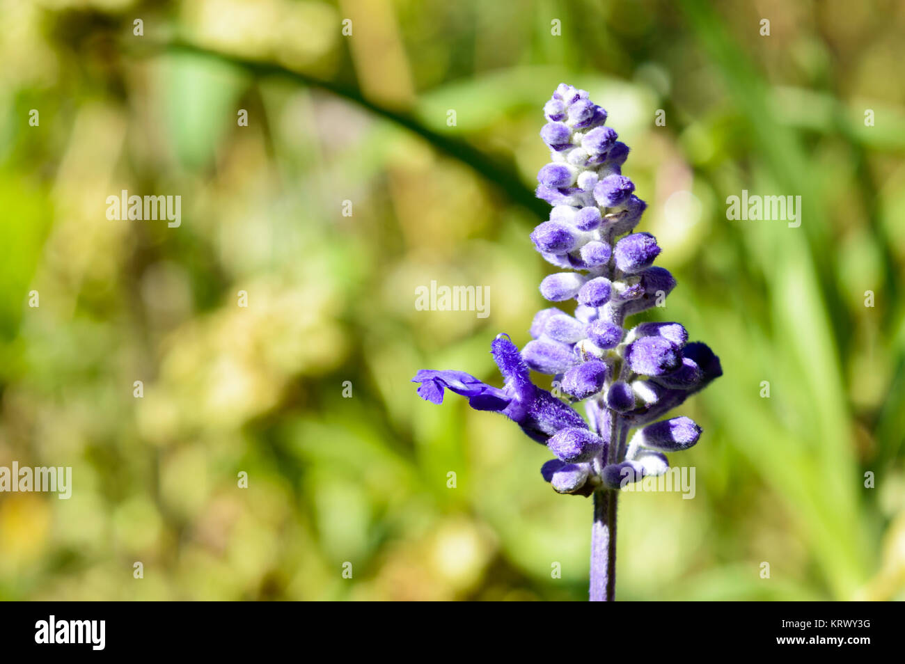 Unico lavanda lavandula fiore Foto Stock