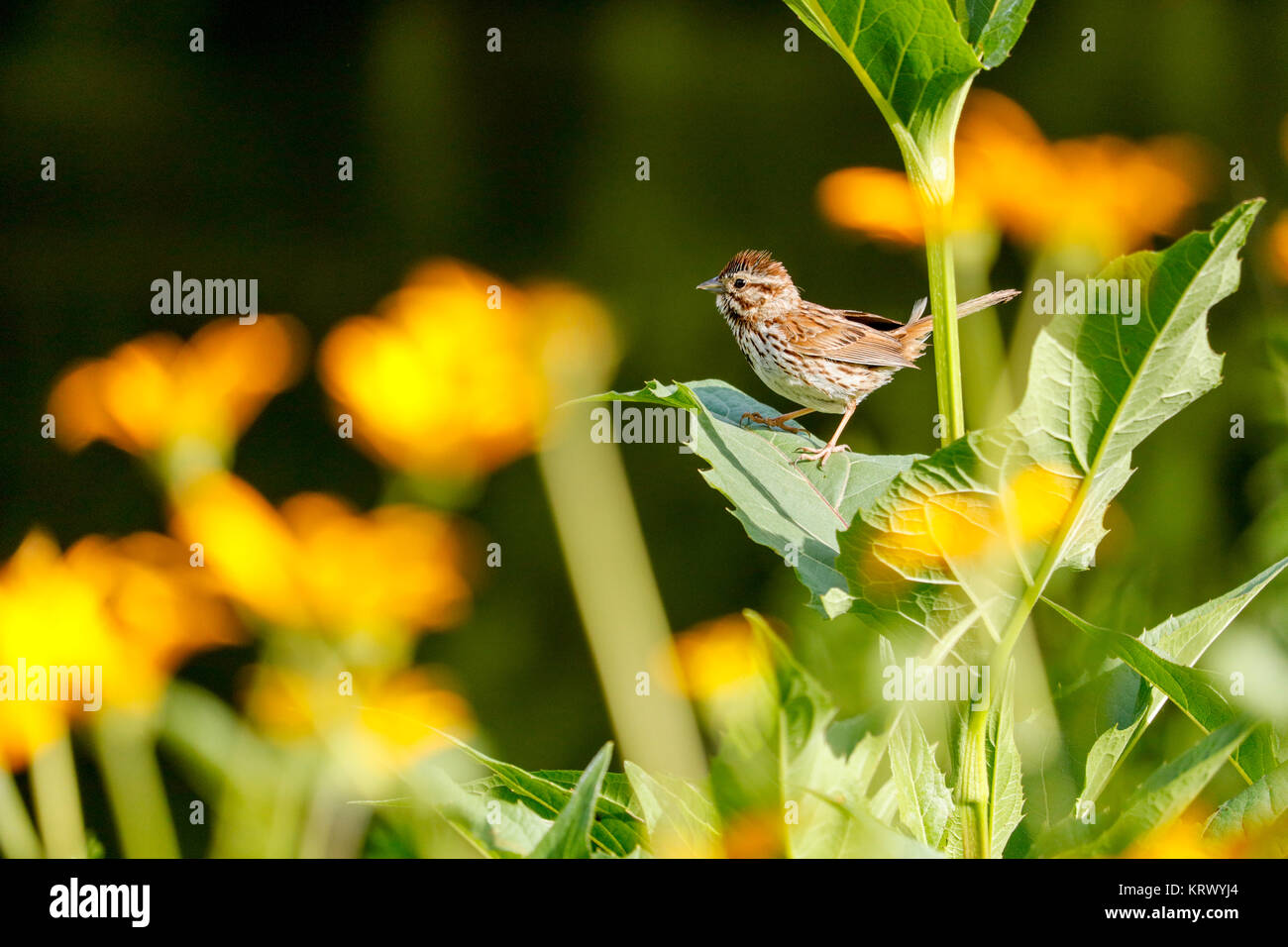 Song sparrow (Melospiza melodia). Vicino a Des Plaines River, Cook County, Illinois. Foto Stock