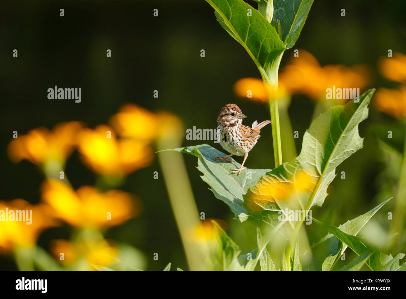 Song sparrow (Melospiza melodia). Vicino a Des Plaines River, Cook County, Illinois. Foto Stock