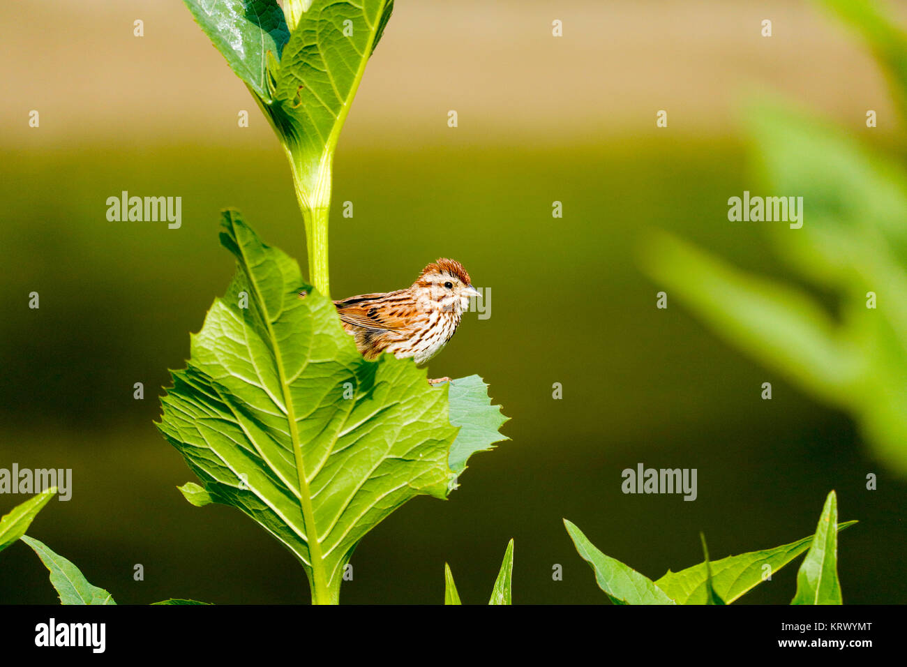 Song sparrow (Melospiza melodia). Vicino a Des Plaines River, Cook County, Illinois. Foto Stock