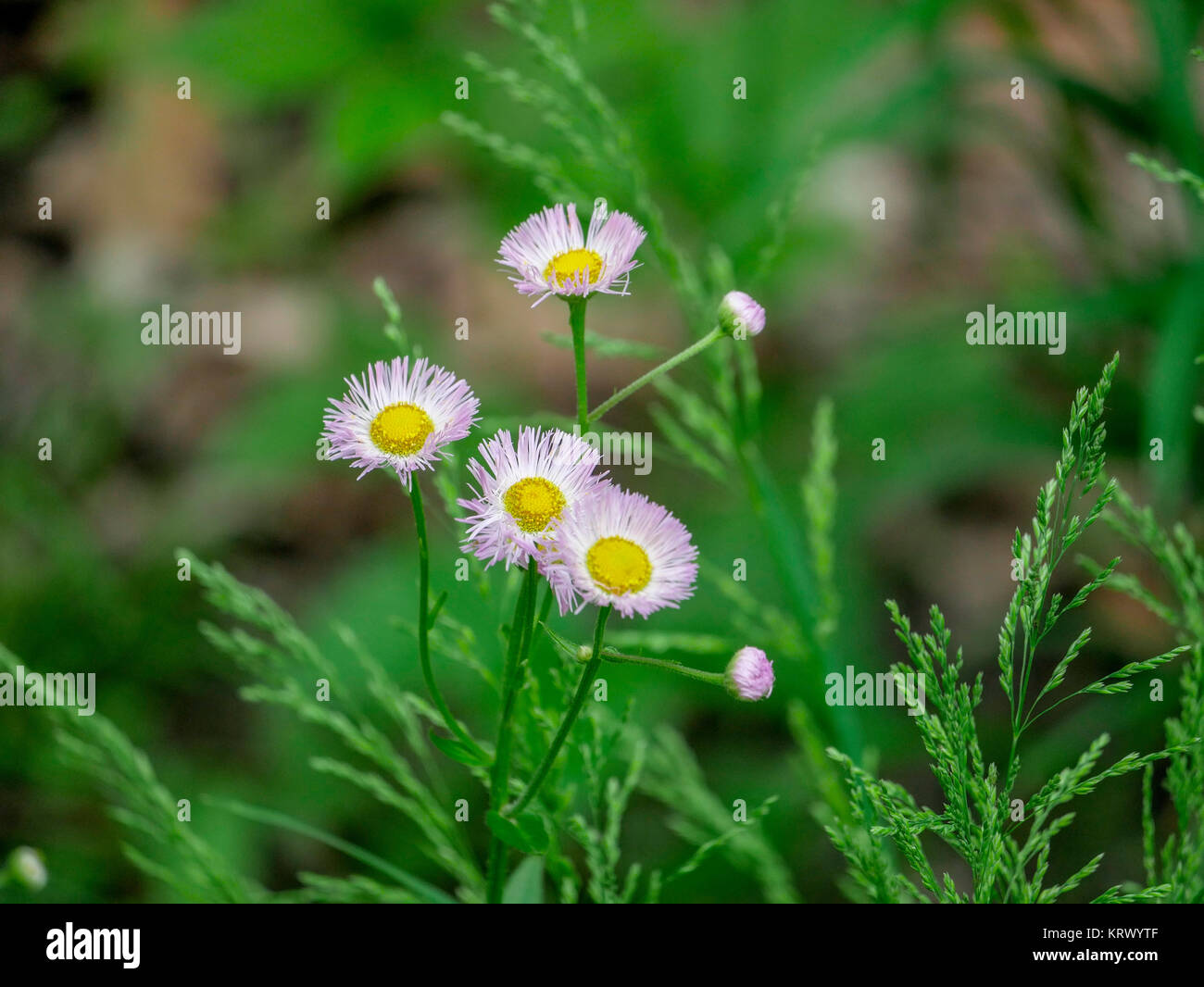 Fleabane comune. Cook County, Illinois. Foto Stock