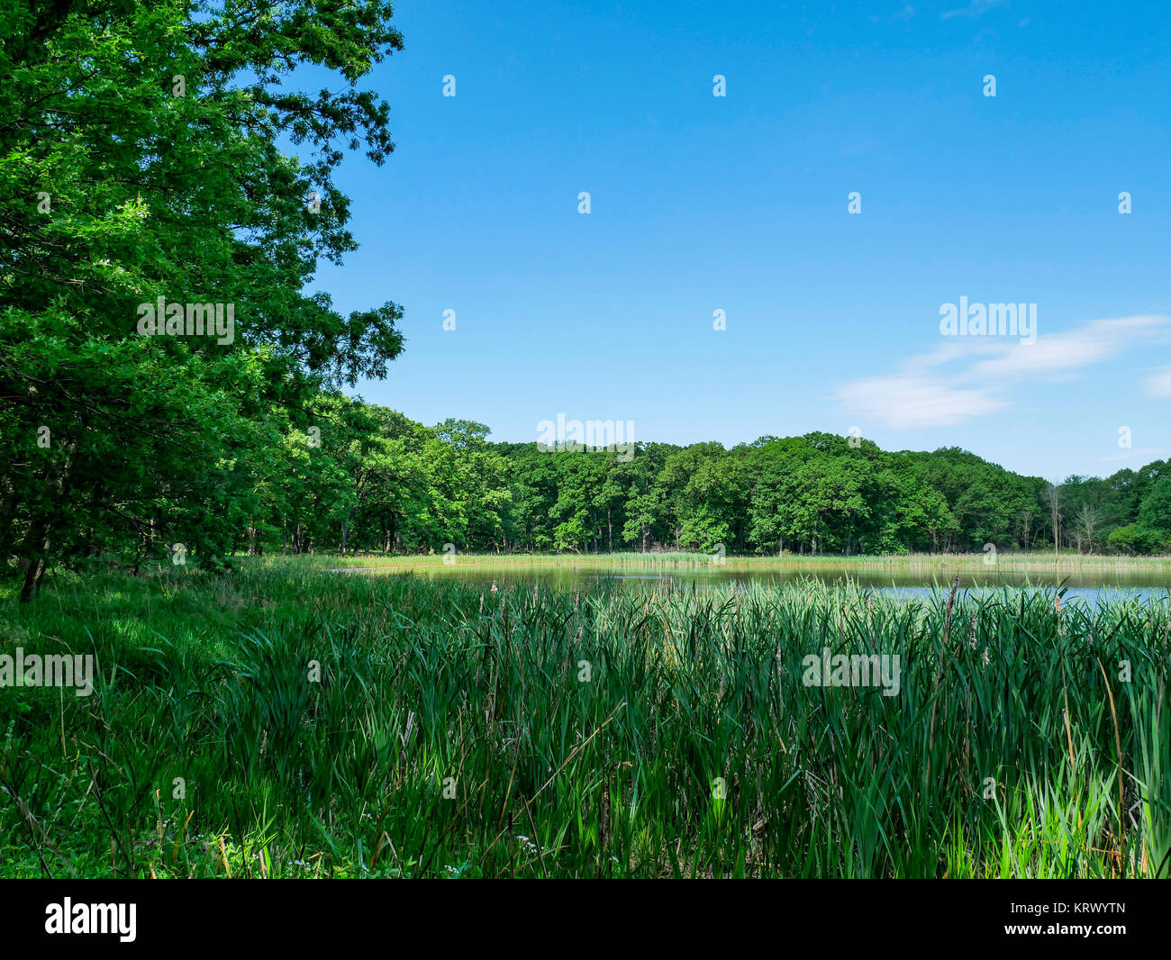 Marsh e il lago. Spears boschi, Cook County, Illinois. Foto Stock