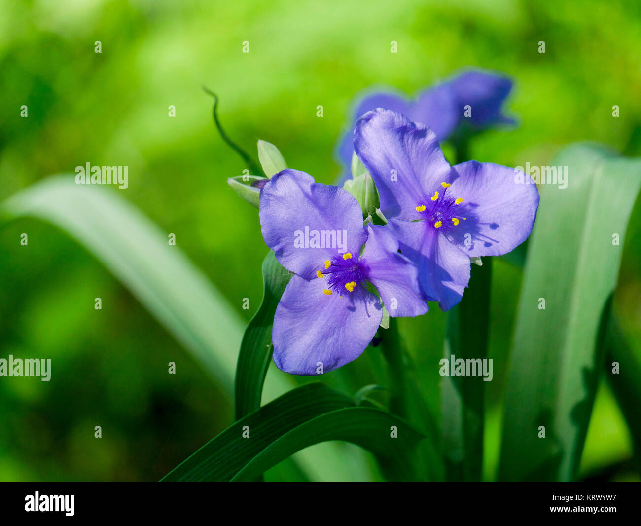 Ohio Spiderwort. Paese Paese boschi, Cook County, Illinois. Foto Stock