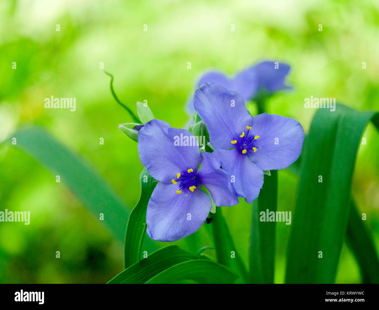 Ohio Spiderwort. Paese Paese boschi, Cook County, Illinois. Foto Stock