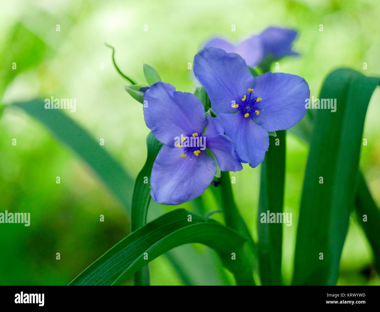 Ohio Spiderwort. Paese Paese boschi, Cook County, Illinois. Foto Stock