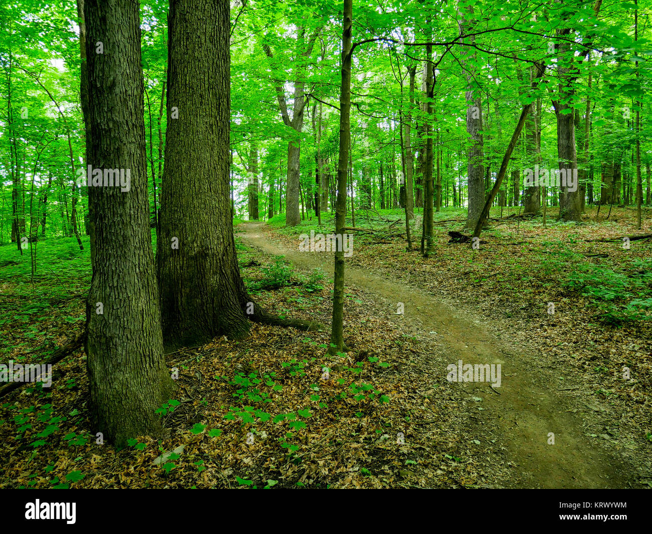 Sentiero attraverso la foresta in primavera. Henry de Tonty boschi, Cook County, Illinois. Foto Stock