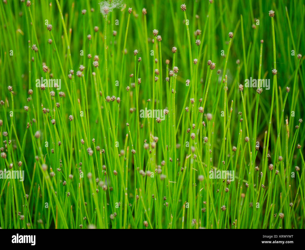 Blunt spikerush. Cook County, Illinois Foto Stock