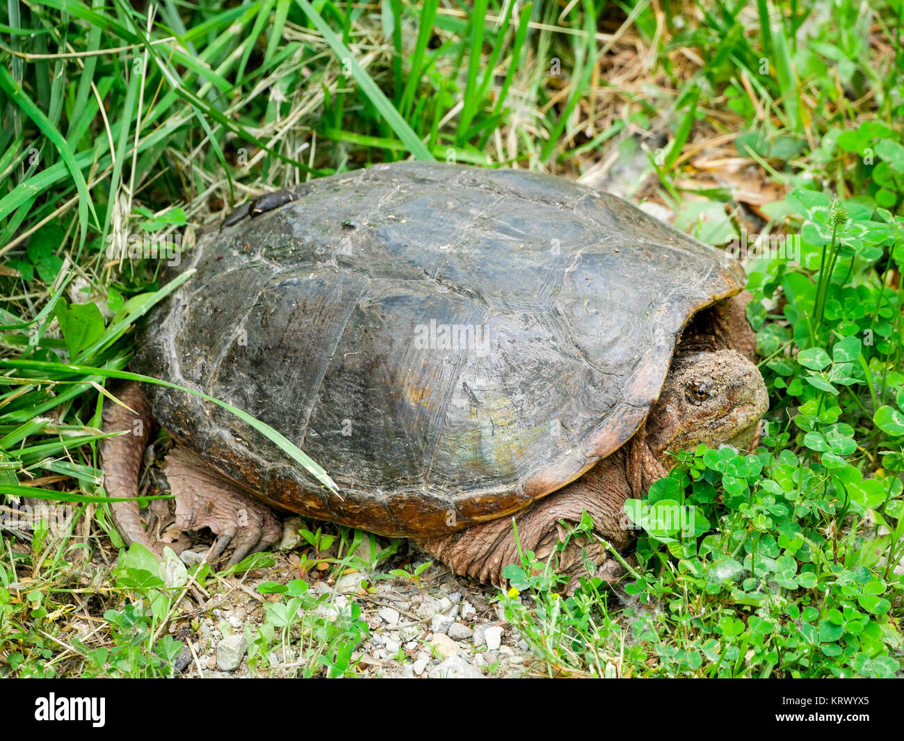 Scattare la tartaruga, Cook County, Illinois. Foto Stock