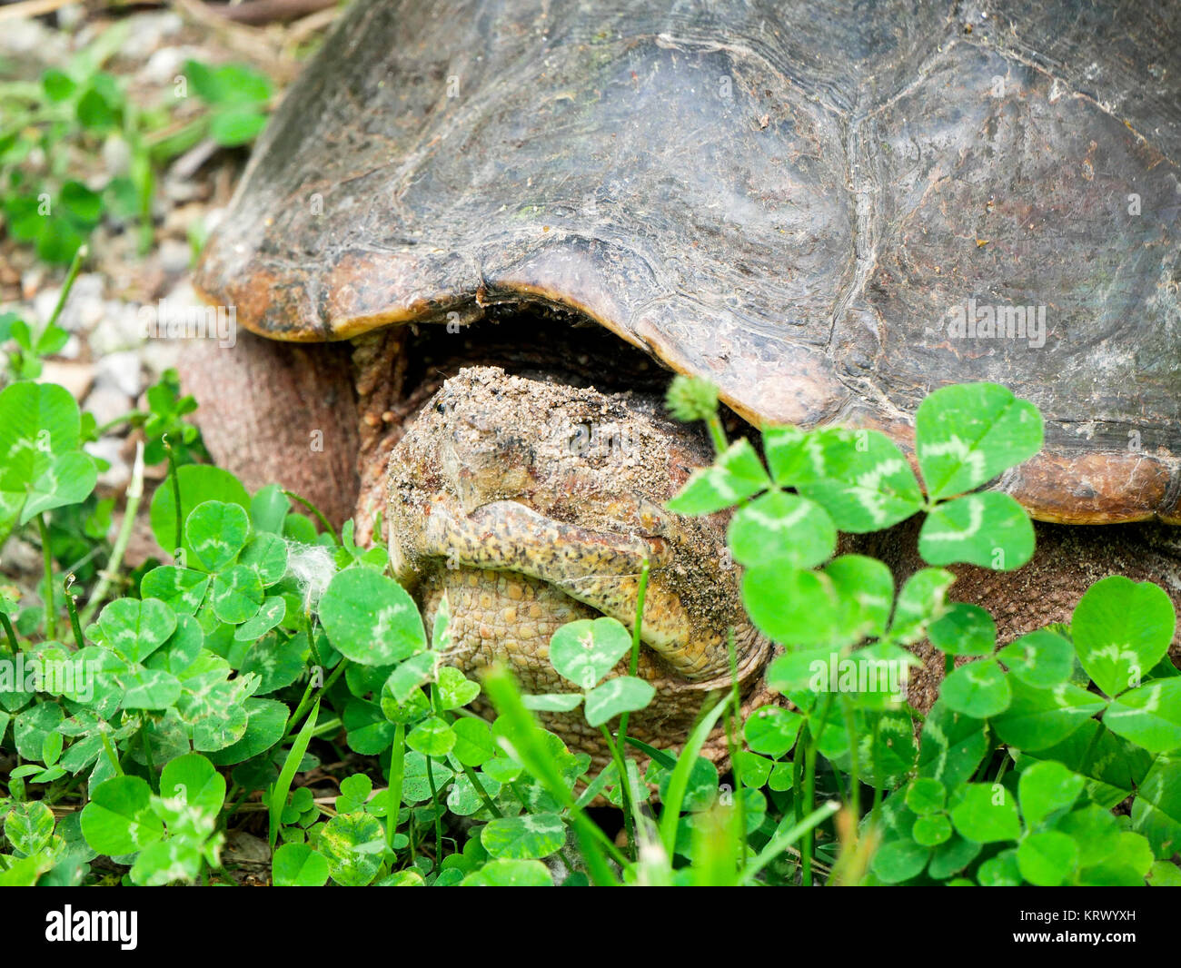 Scattare la tartaruga, Cook County, Illinois. Foto Stock