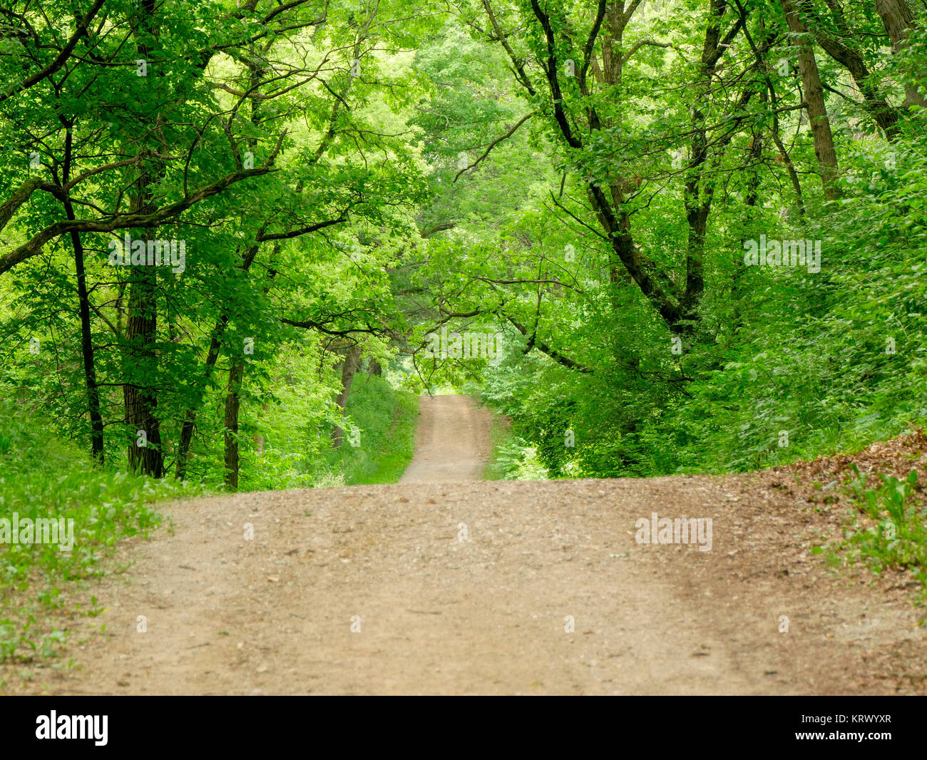 La corsia di paese in paese Lane boschi Forest Preserve, Cook County, Illinois. Foto Stock
