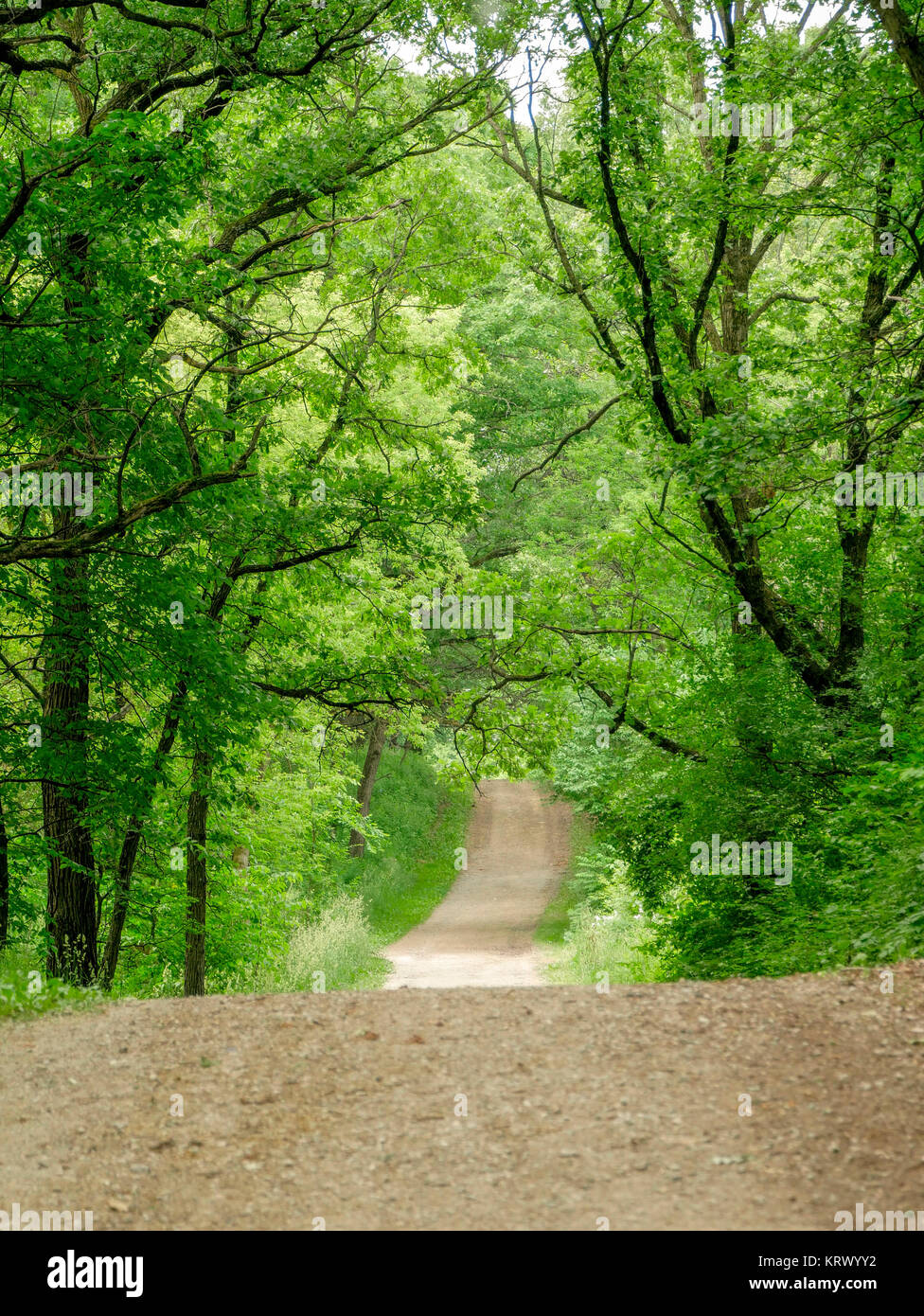 La corsia di paese in paese Lane boschi Forest Preserve, Cook County, Illinois. Foto Stock