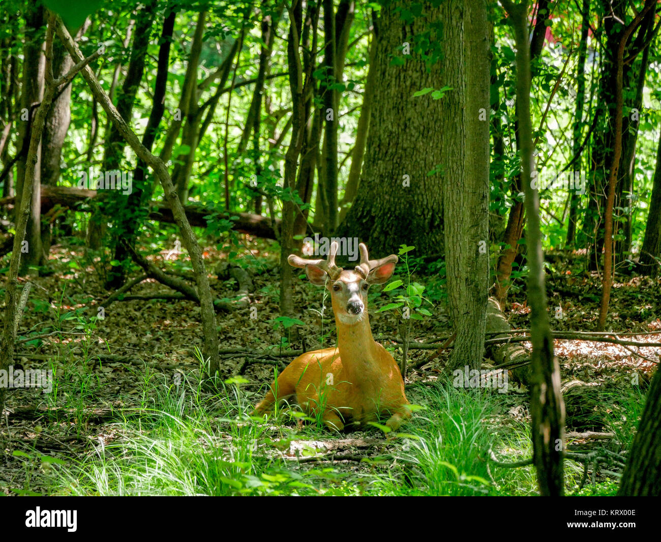 White-tailed deer buck in velluto. Cook County, Illinois. Foto Stock