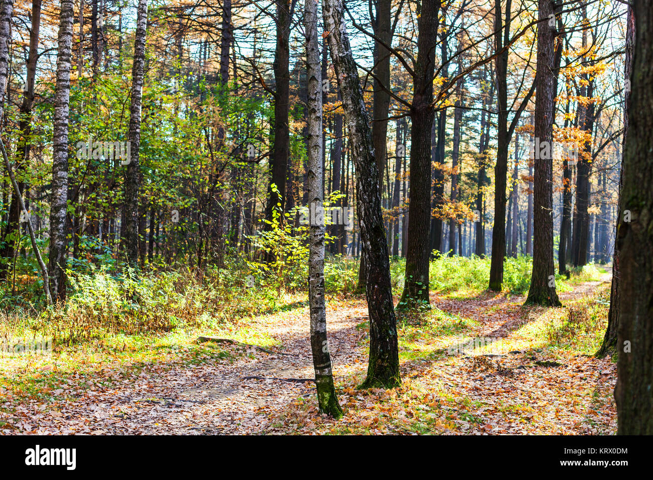 Passeggiata nel parco urbano in autunno Foto Stock