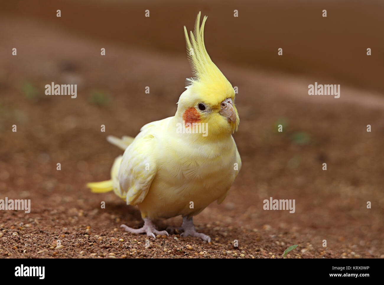 Cockatiel Nymphicus hollandicus Foto Stock