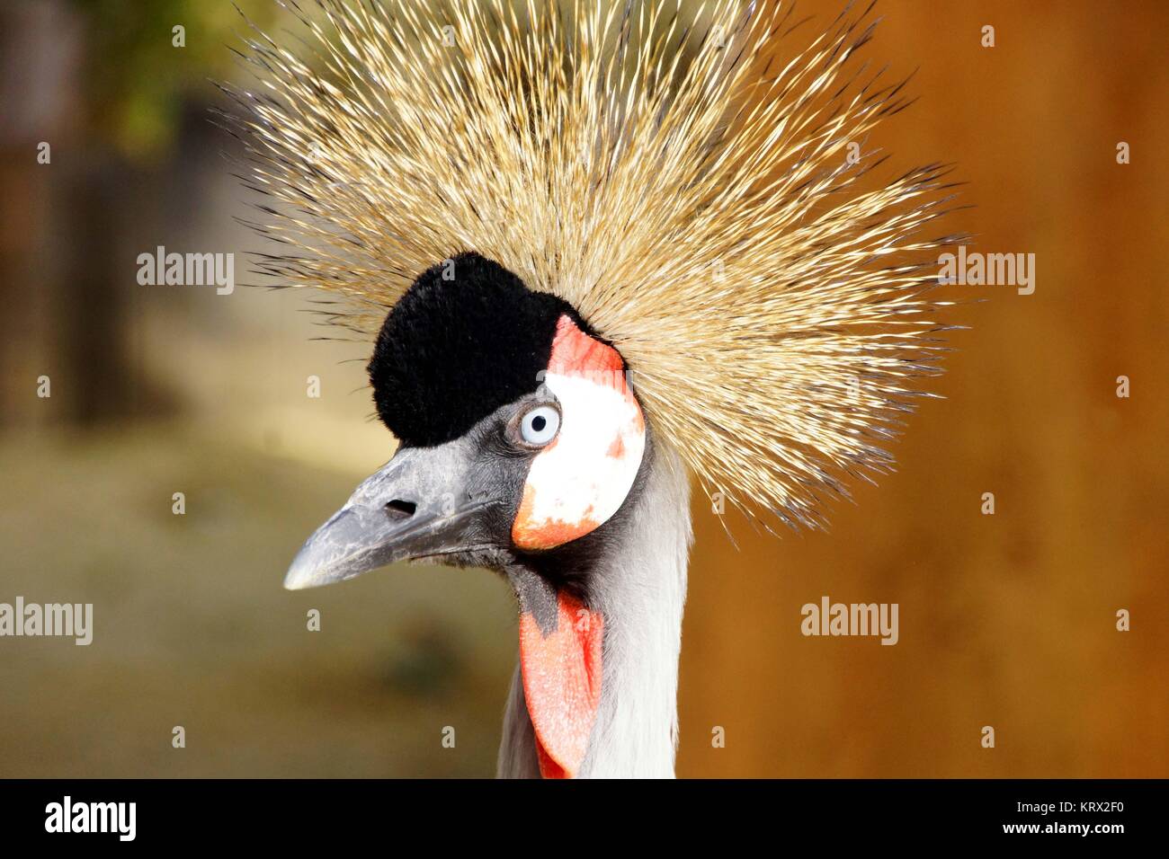 Grey Crowned Crane (Balearica regulorum) Foto Stock