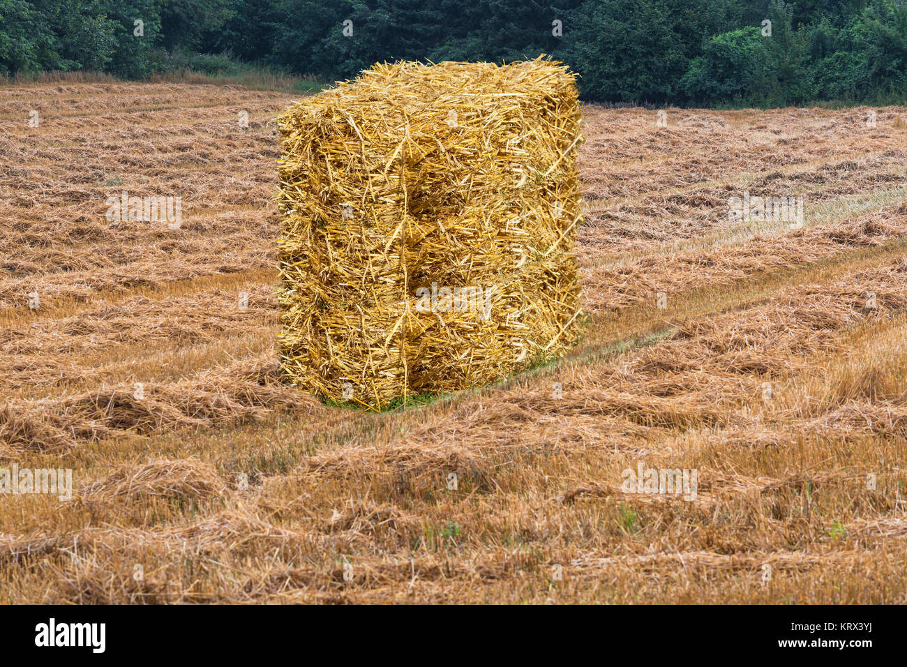 Falciare il campo di grano con balle di fieno Foto Stock