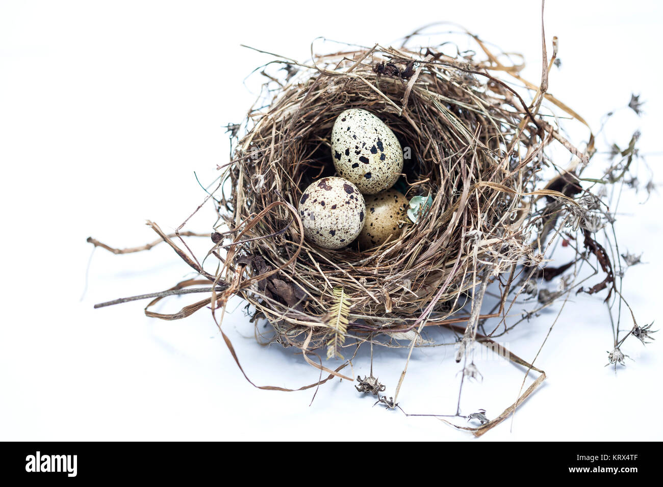 Vero nido di uccelli con uova isolate su sfondo bianco Foto Stock