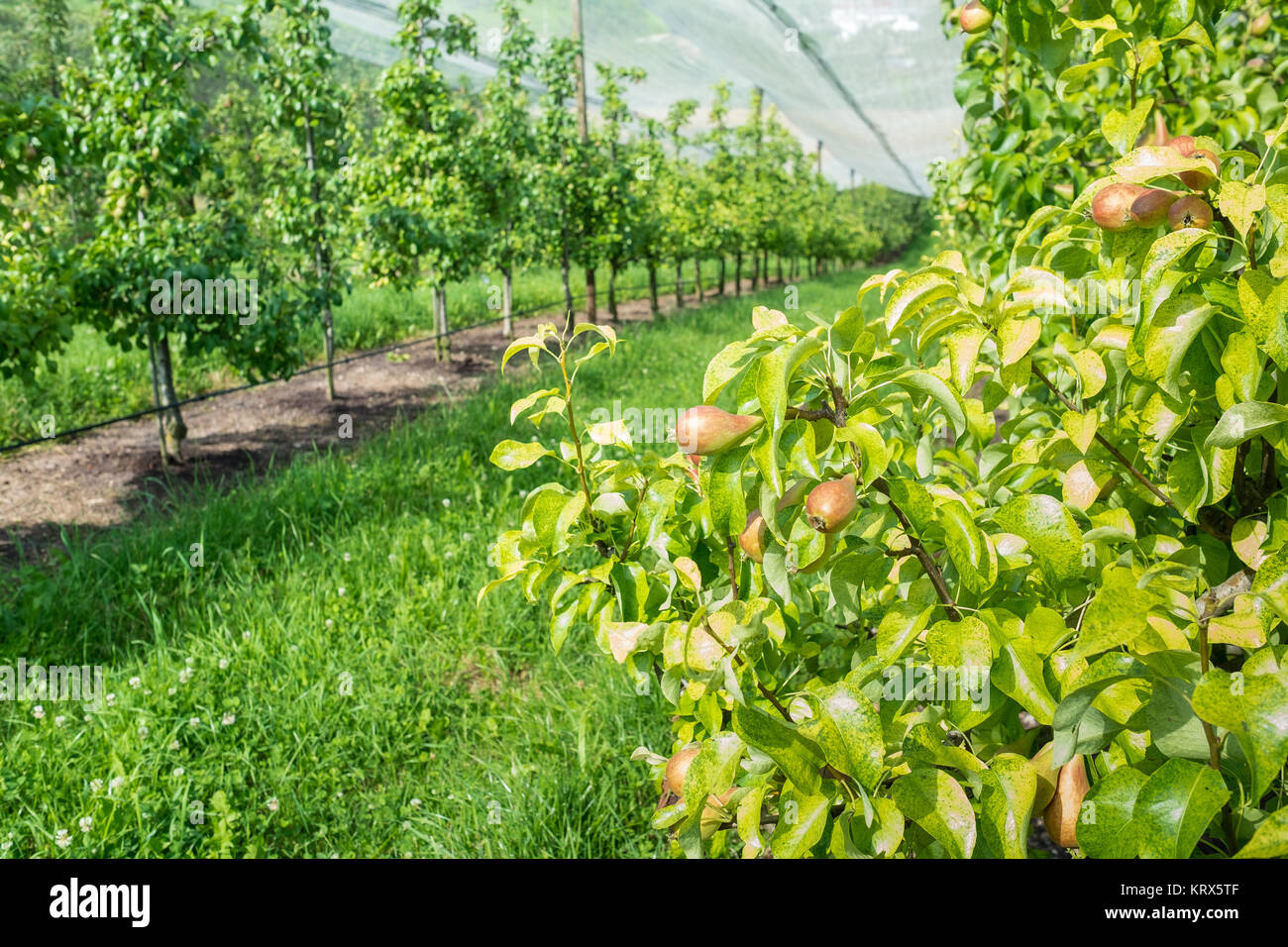Pflanzung mit Birnenbäumen und Schutznetzen in der Landwirtschaft Foto Stock