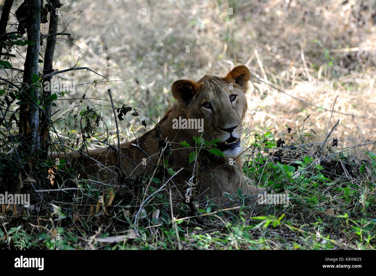 il leone indiano si trova all'ombra Foto Stock
