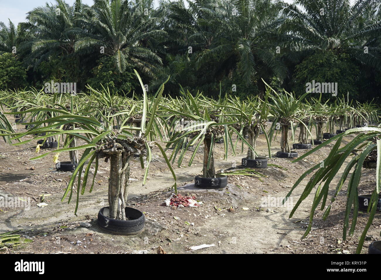 Frutta dragon tree farm in Malesia Foto Stock