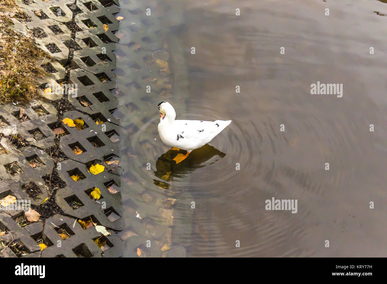 Wild white mallard albino sulla sponda di un laghetto della città. Ordinario di uccelli rari di colore bianco.foto interessante sul sito circa gli uccelli. Foto Stock