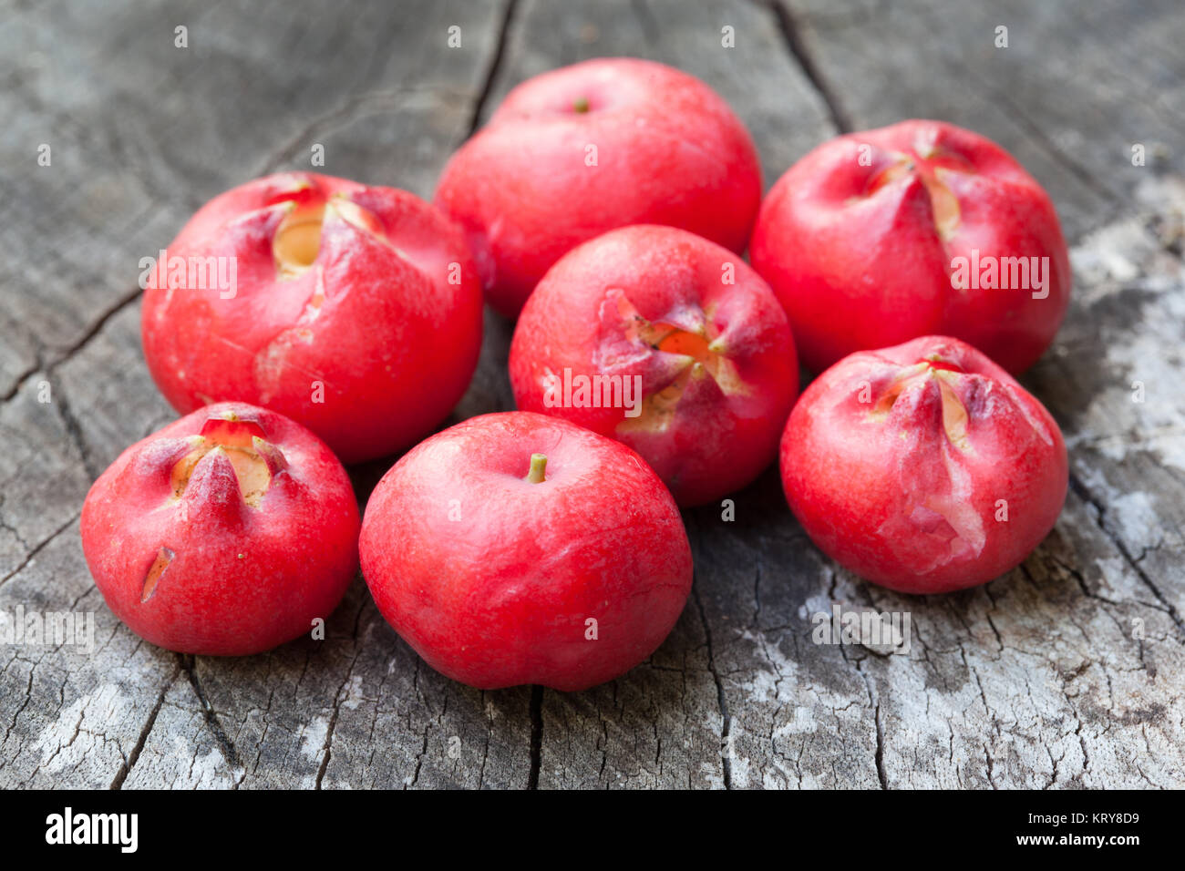 Satinash fibroso (Syzygium fibrosum) frutti maturi sul moncone. La baia di vacca. Parco Nazionale Daintree. Queensland. Australia Foto Stock