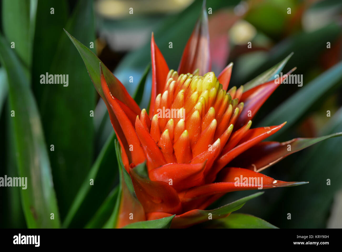 Bromeliad colorati Foto Stock