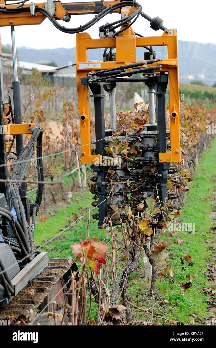 Potatura meccanica di piante in un vigneto attraverso la macchina di lavorazione Foto Stock