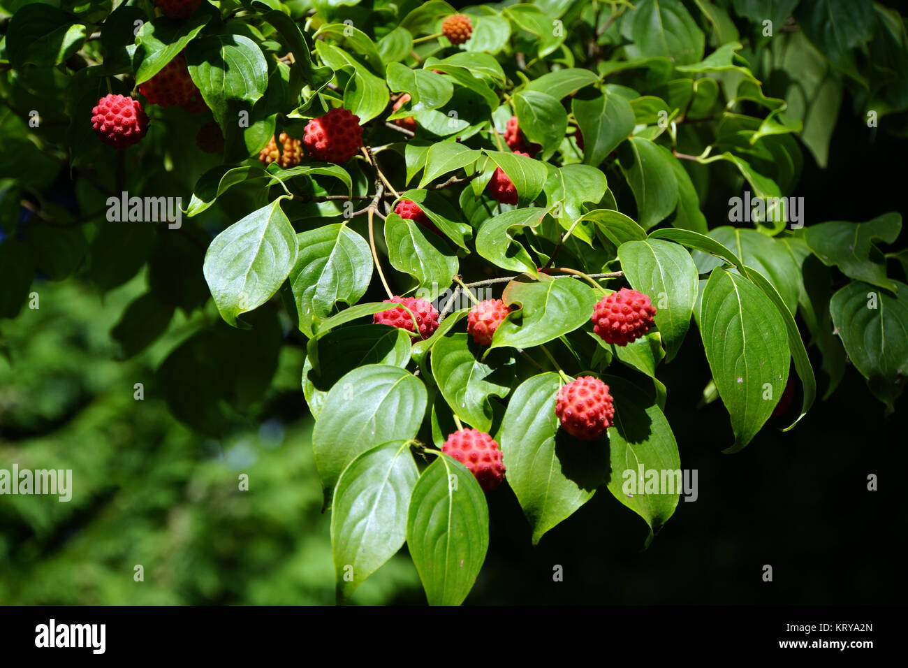 Frucht des Asiatischer Blüten-Hartriegel (Cornus kousa), Borgholzhausen, Nordrhein-Westfalen, Deutschland Foto Stock