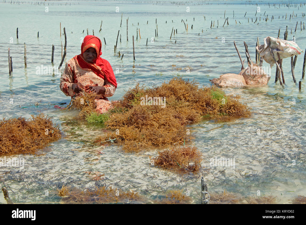 ZANZIBAR, TANZANIA - Ottobre 25, 2014: donna non identificato la raccolta di alghe coltivate in poco profondi e chiare acque costiere dell'isola di Zanzibar Foto Stock