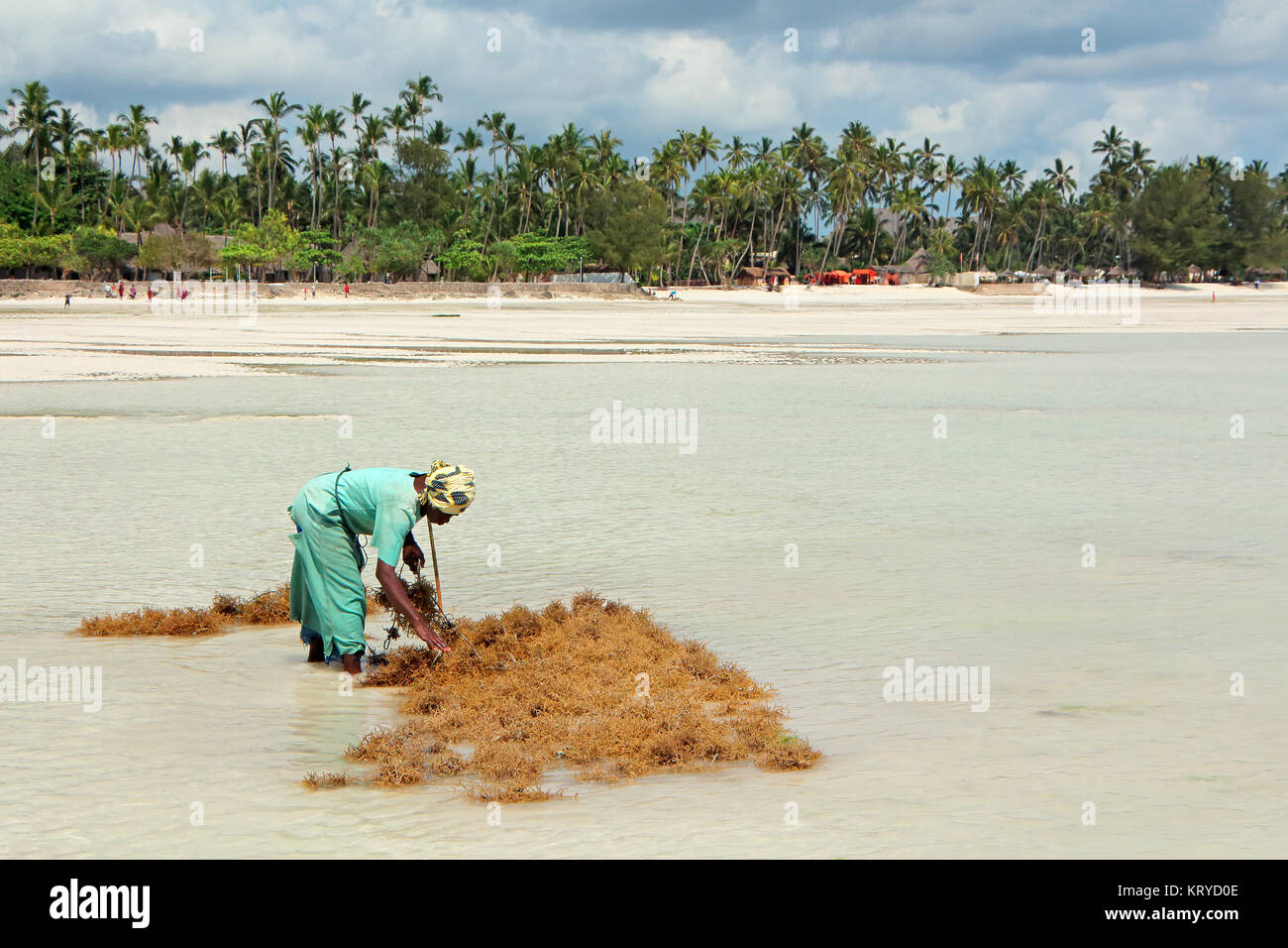 ZANZIBAR, TANZANIA - Ottobre 25, 2014: donna non identificato la raccolta di alghe coltivate in poco profondi e chiare acque costiere dell'isola di Zanzibar Foto Stock