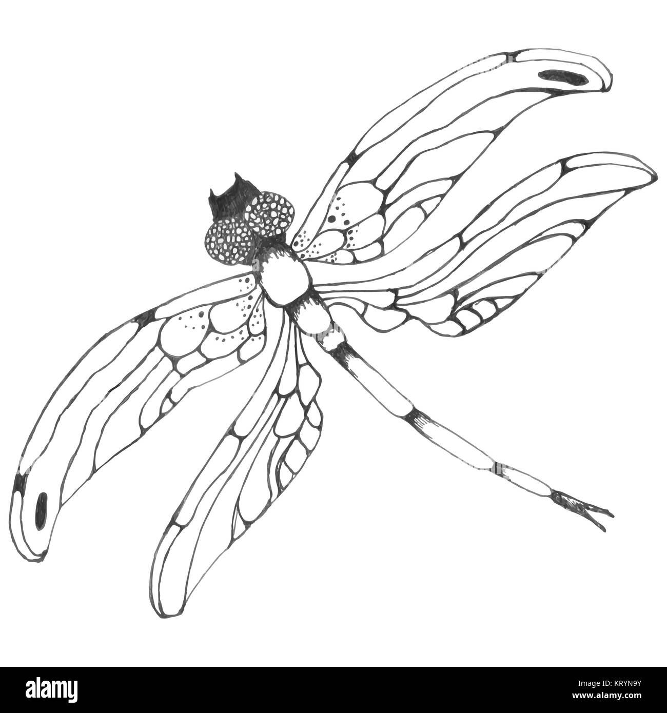 Dragonflie. Disegnata a mano illustrazione grafica in bianco e nero Foto Stock