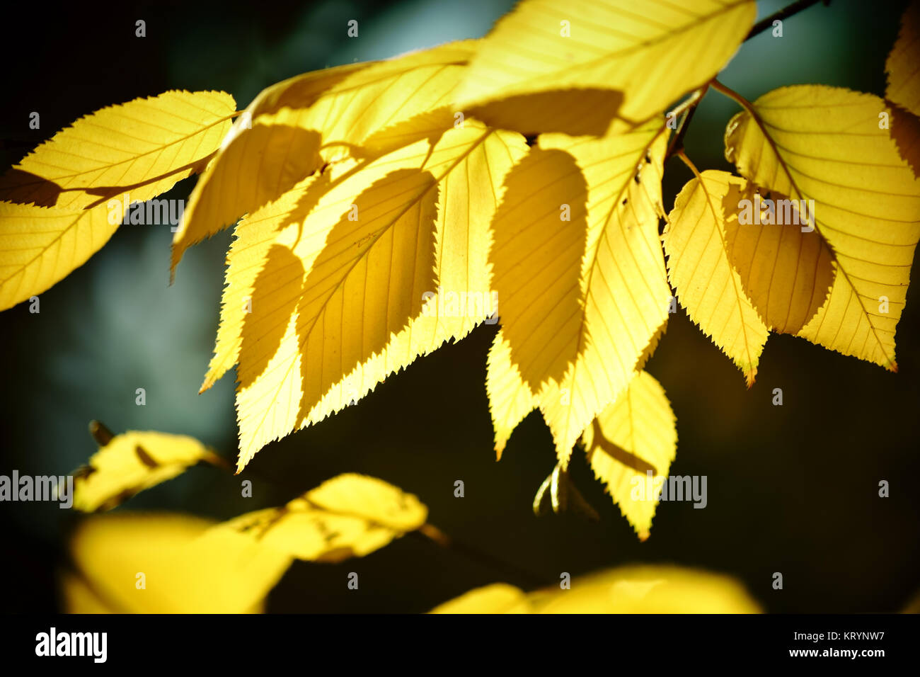 Die gelben Blätter der Sibirischen Gelb-Birke im Herbst und im Gegenlicht. Foto Stock