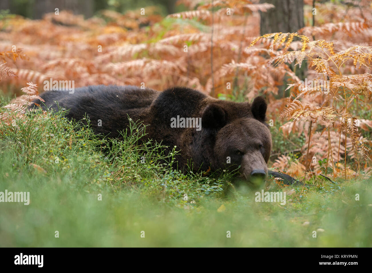 Unione orso bruno / Braunbaer ( Ursus arctos ), giacente, riposo, nascondendo nel sottobosco di una foresta, l'Europa. Foto Stock