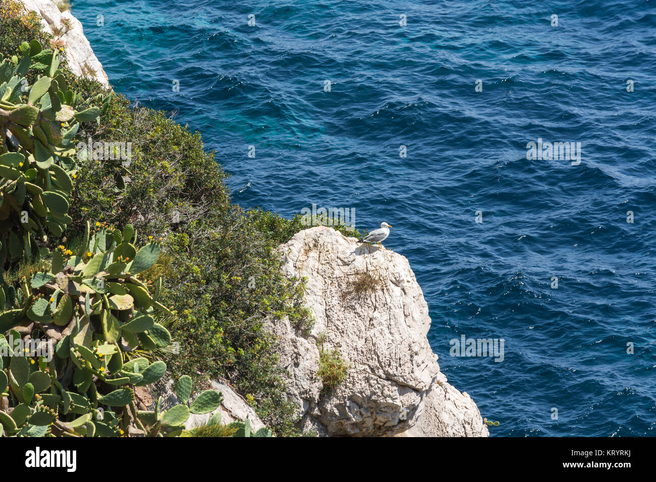Seagull su uno sperone roccioso nel Mediterraneo Foto Stock