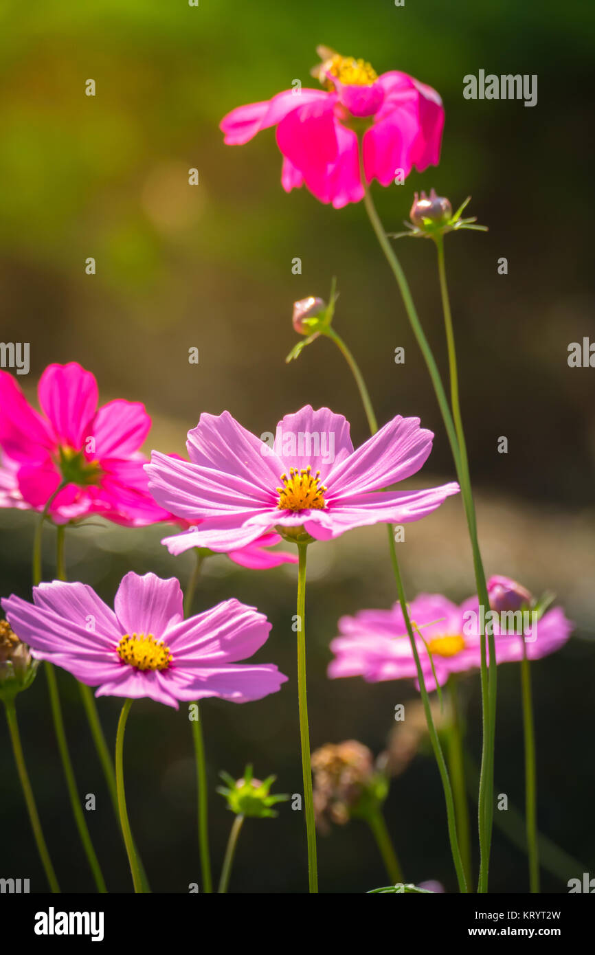 Fiori di colore rosa cosmo bloom splendidamente per la luce del mattino. Foto Stock