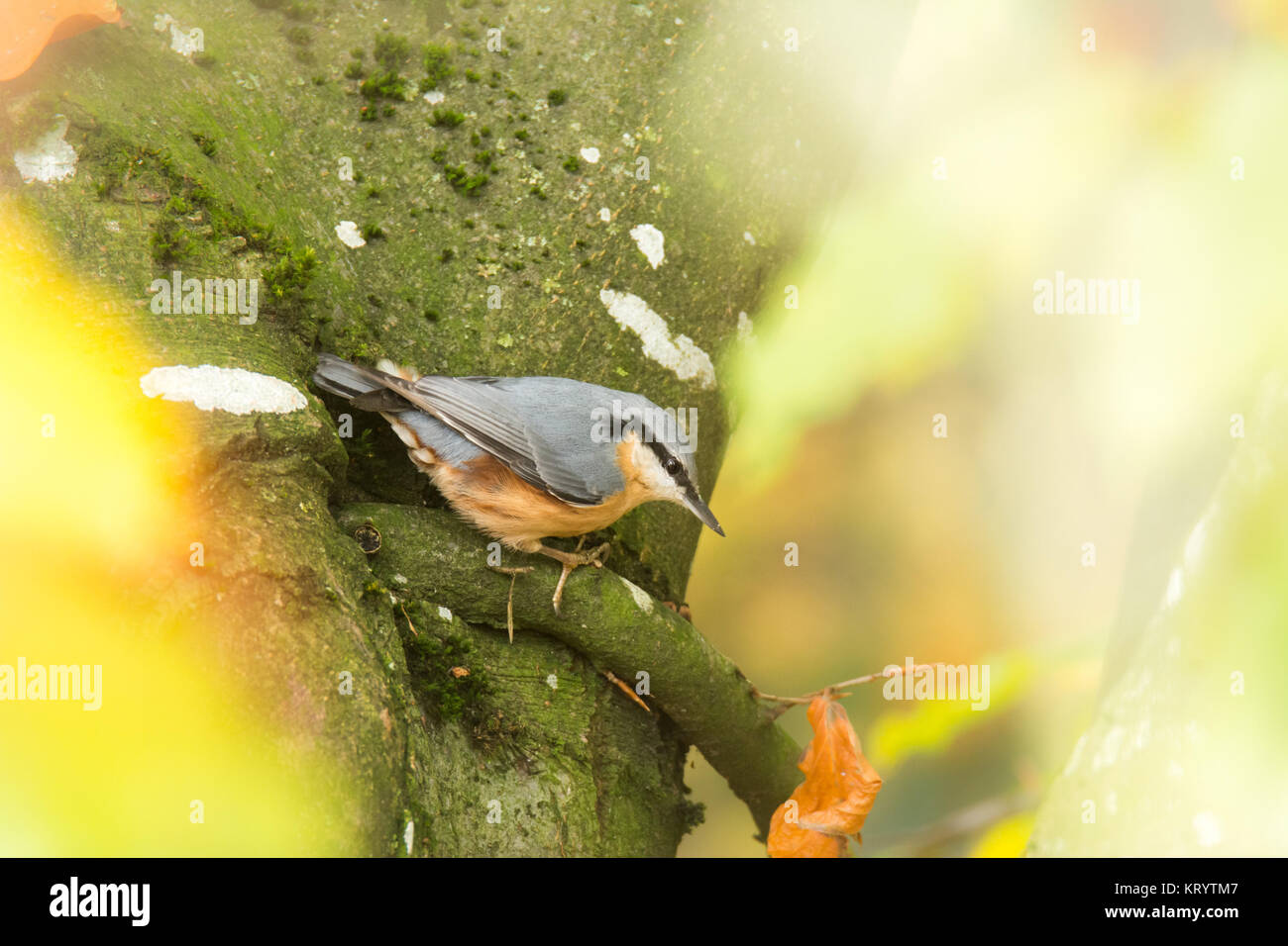Eurasion picchio muratore bird su albero Foto Stock