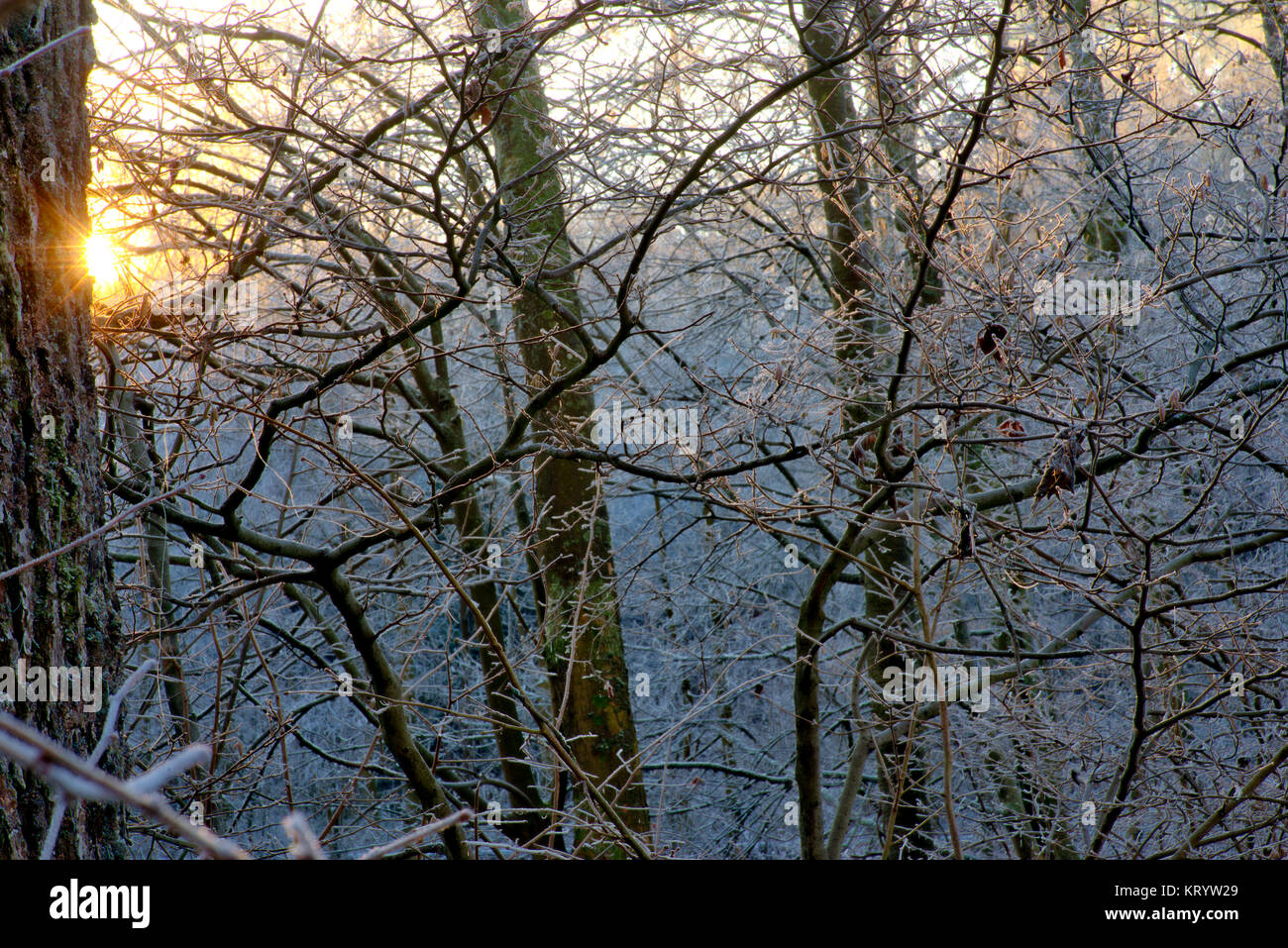 Umore invernale in Germania Foto Stock