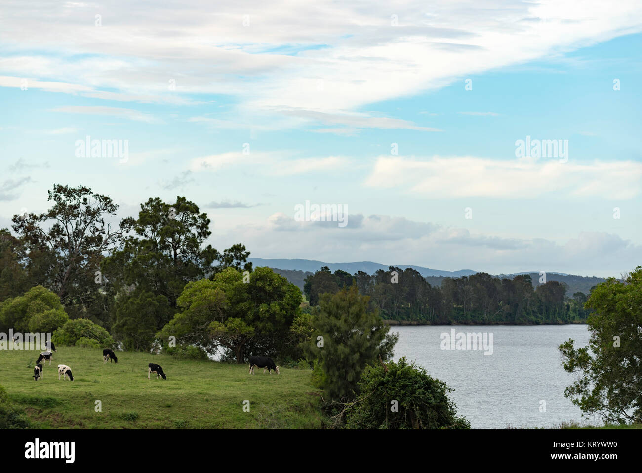 Le mucche al pascolo in un campo accanto al Fiume Manning, sulla metà nord costa del NSW, Australia Foto Stock