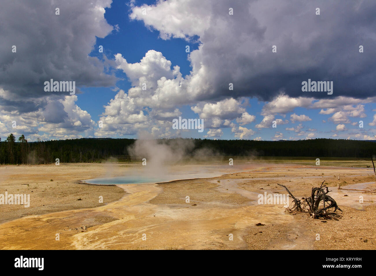 La cottura a vapore piscina termale nel parco nazionale di Yellowstone, USA con boccola morto in primo piano e drammatici cloudscape Foto Stock