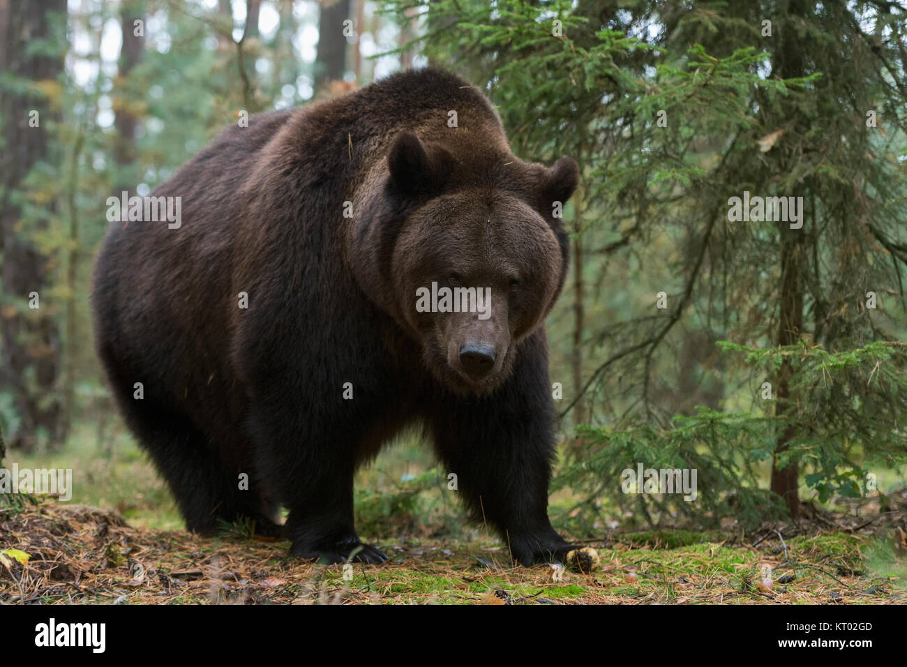 Unione orso bruno ( Ursus arctos ), forte e potente per adulti, permanente al bordo di una foresta boreale, in corrispondenza di una radura, appare sospetto, pericoloso. Foto Stock