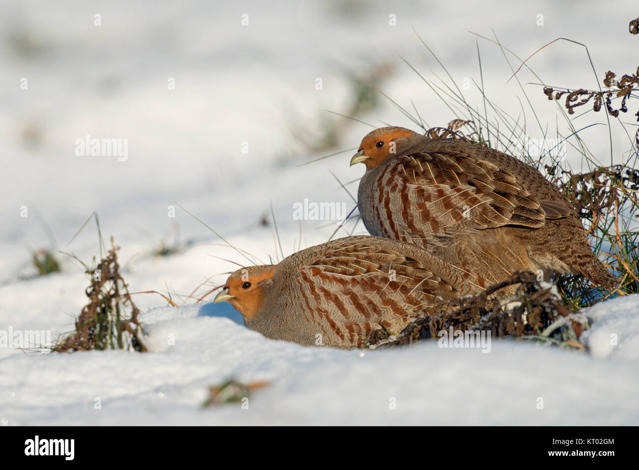 La Starna / Rebhuhn ( Perdix perdix ), coppia, appoggiato in neve, comportamento reticente su una soleggiata giornata invernale, la fauna selvatica, l'Europa. Foto Stock
