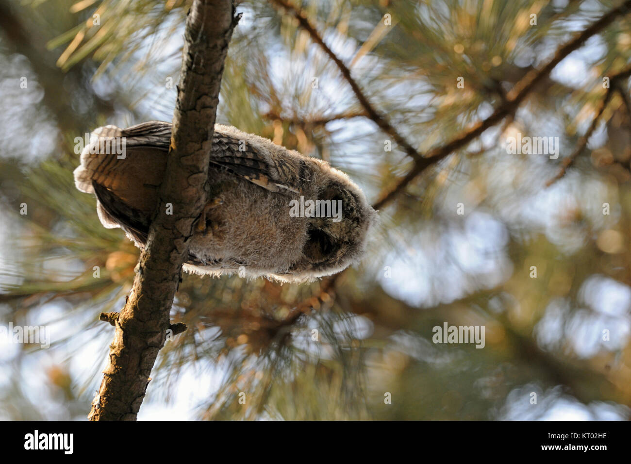 Gufo comune / Waldohreule ( Asio otus ), giovane pulcino, appena fledged, appollaiato in un albero, guardando verso il basso fino a visualizzare, fauna selvatica, l'Europa. Foto Stock