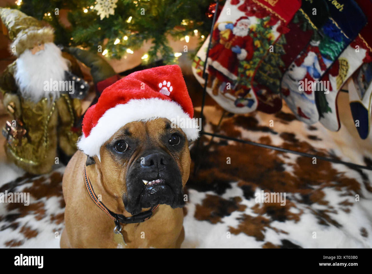 Razza Boxer cane Ritratto di Natale Foto stock - Alamy