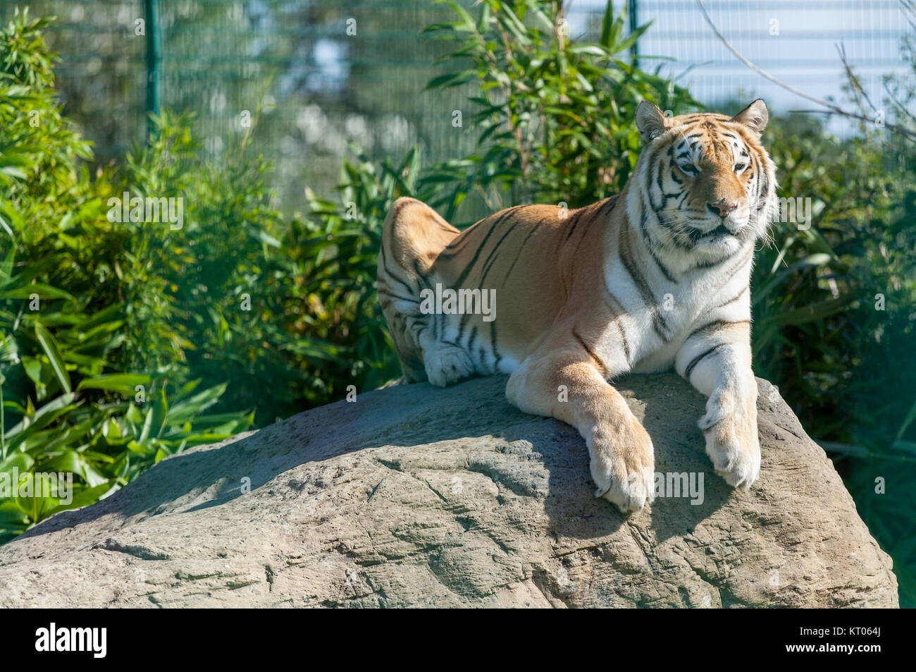 Zia, Tiger, Isle of Wight Zoo Foto Stock