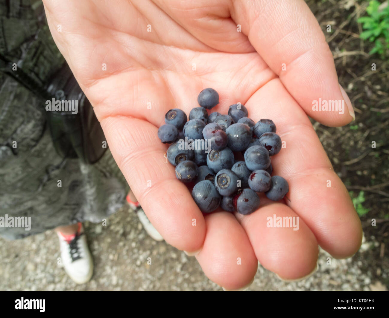 Primo piano della appena raccolto i mirtilli (lat: Vaccinium myrtillus) su una femmina di mano. Foto Stock
