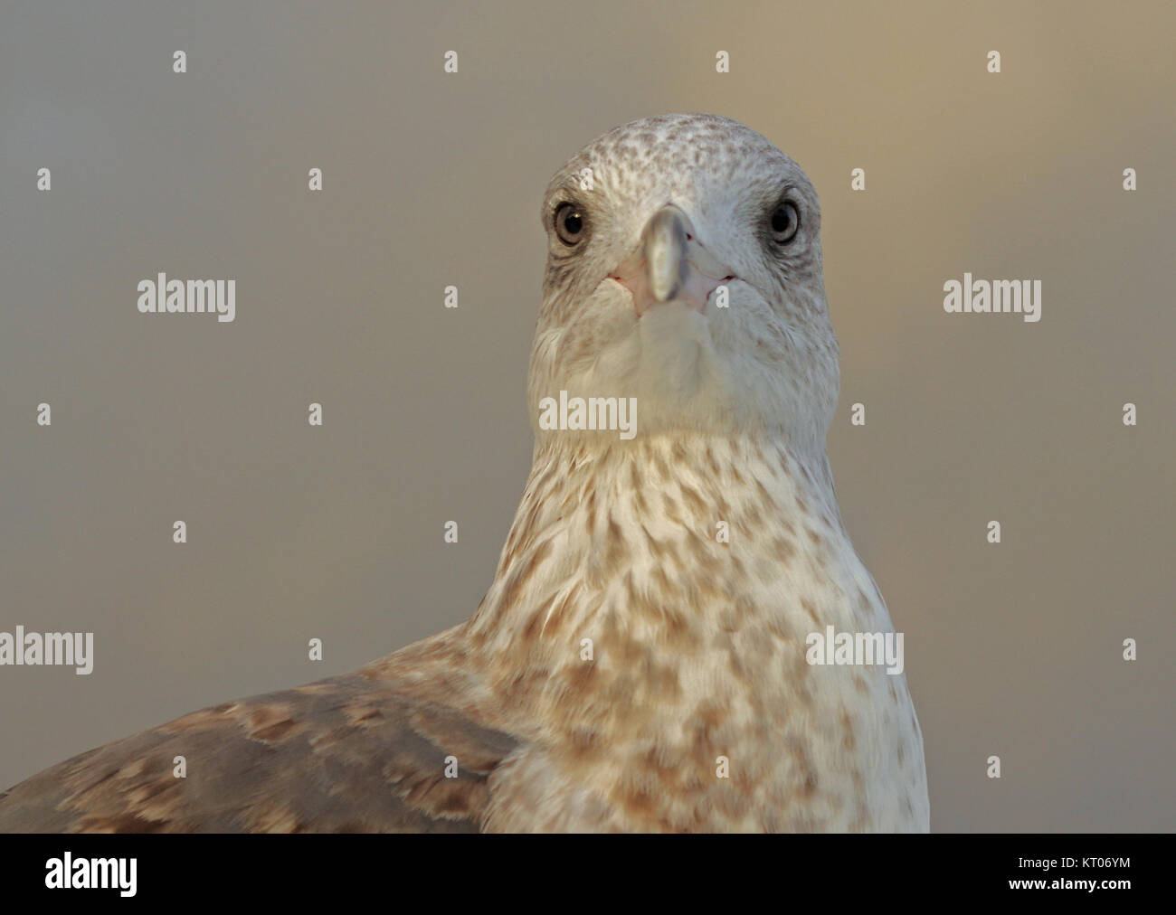 Testa di giovani aringhe gull durante il tramonto Foto Stock