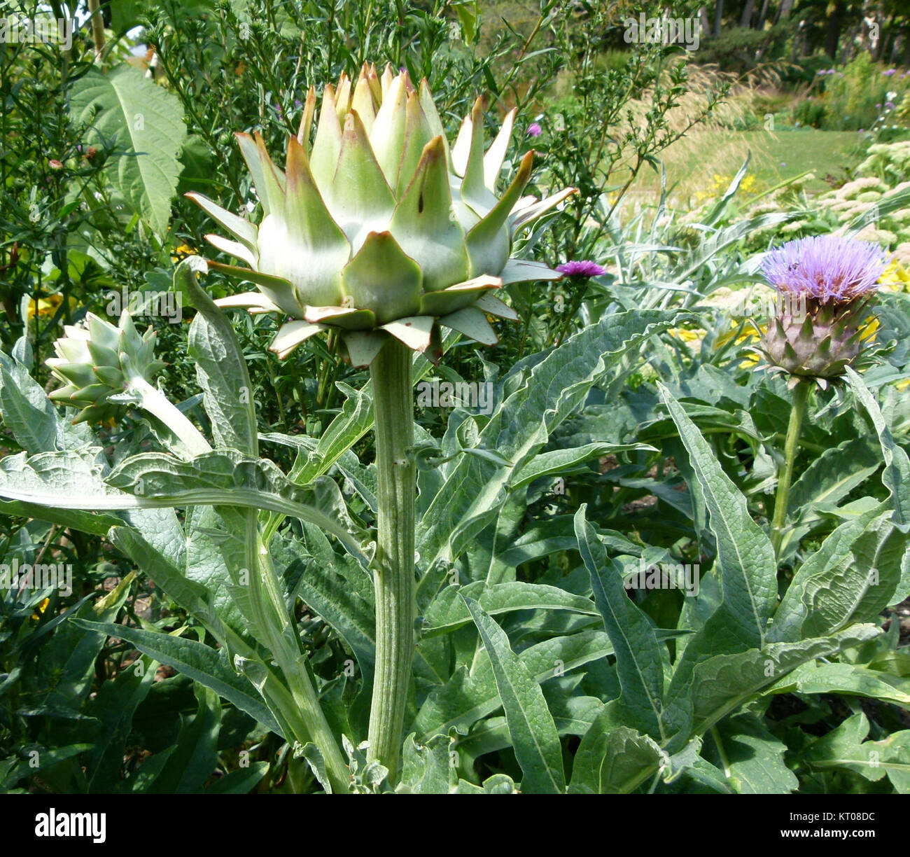 Artichaut en fleur si riferisce alla fase di fioritura della pianta di carciofo. Questa fase si verifica quando i boccioli della pianta fioriscono in grandi e vivaci fiori, spesso di colore viola. Foto Stock