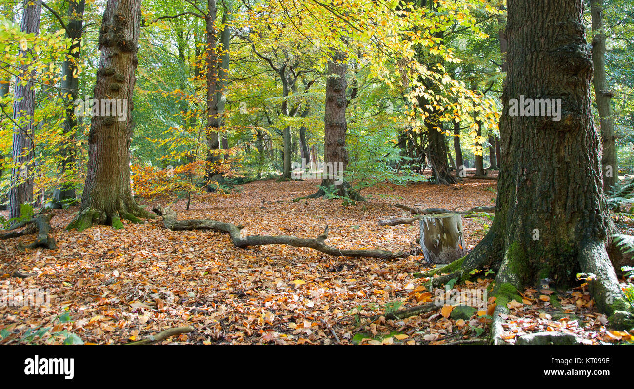 British tipico bosco di betulle in autunno Foto Stock